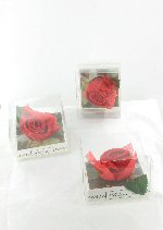 Art.nr: 49073 - HANDDOEK ROOS (2st.)