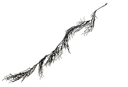Item.nr: 515660 - DECORATIE TAK ZWART (12st.)
