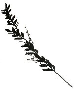 Item.nr: 515816 - GLITTER PLC BESSENGUIRLAND (8st.)