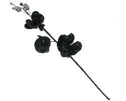 Item.nr: 665032 - DECORATIE ORCHIDEE TAK ZWART (12st.)