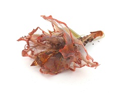 Item.nr: 665072 - TROMPETBLOEM KOPER (12st.)