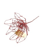 Item.nr: 743085 - RODE DECORATIE BLOEM (6st.)