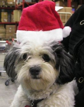 DIADEEM MODEL KERSTMUTS (12st.)